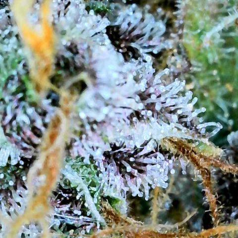 Bruce Banner #3 [Auto] (A.G. - 01) growlog timeline photo