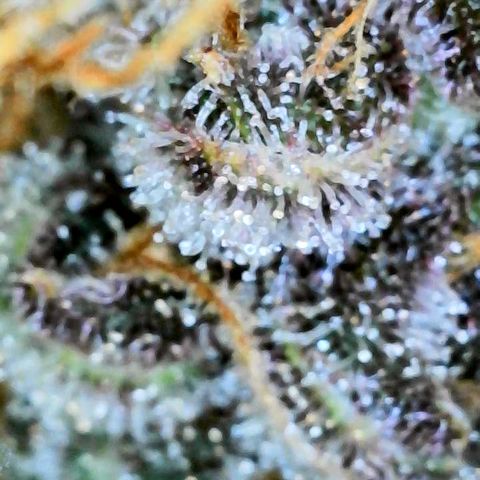 Bruce Banner #3 [Auto] (A.G. - 01) growlog timeline photo