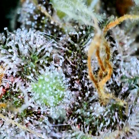 Bruce Banner #3 [Auto] (A.G. - 01) growlog timeline photo