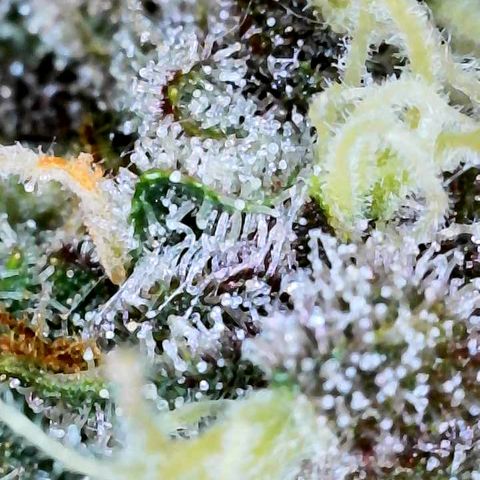 Bruce Banner #3 [Auto] (A.G. - 01) growlog timeline photo