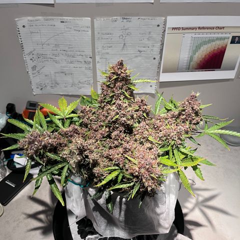 Bruce Banner #3 [Auto] (A.G. - 01) growlog timeline photo