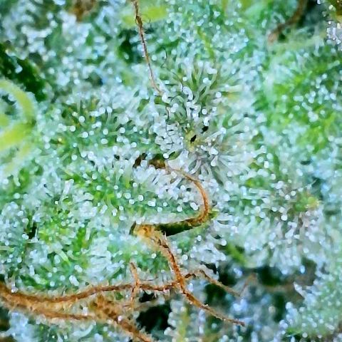 Gelato [Photo] A1 growlog timeline photo