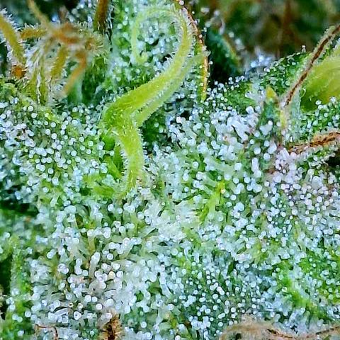 Gelato [Photo] A1 growlog timeline photo