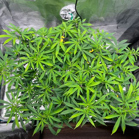 Gelato [Photo] (C.G. - 01) growlog timeline photo