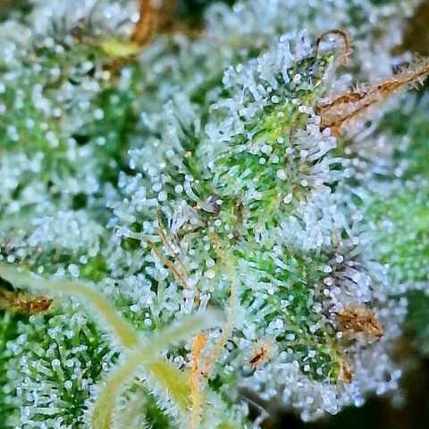 Gelato [Photo] A1 growlog timeline photo
