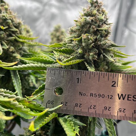 Gelato [Photo] A1 growlog timeline photo