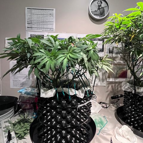 Gelato [Photo] (C.G. - 01) growlog timeline photo