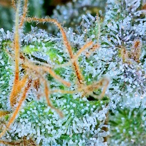 Gelato [Photo] A1 growlog timeline photo