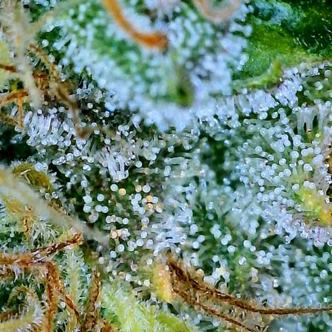 Gelato [Photo] A1 growlog timeline photo