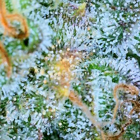 Gelato [Photo] A1 growlog timeline photo