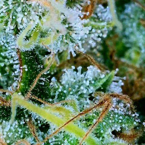 Gelato [Photo] A1 growlog timeline photo