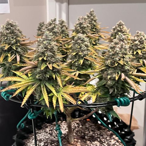 Gelato [Photo] A1 growlog timeline photo