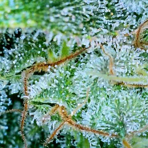 Gelato [Photo] A1 growlog timeline photo