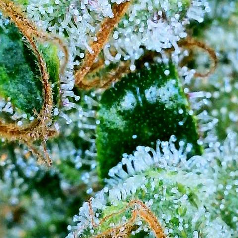 Gelato [Photo] A1 growlog timeline photo