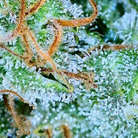 Gelato [Photo] A1 growlog timeline photo