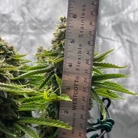 Gelato [Photo] A1 growlog timeline photo