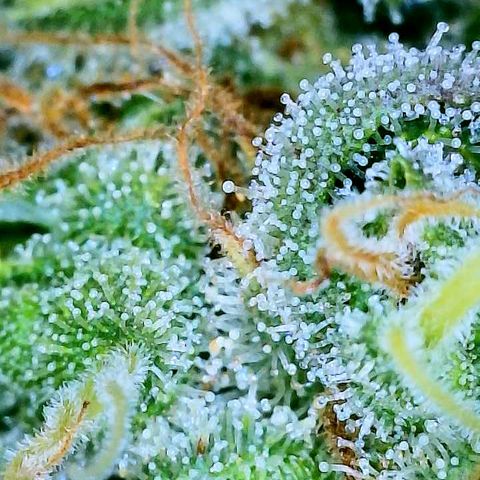 Gelato [Photo] A1 growlog timeline photo