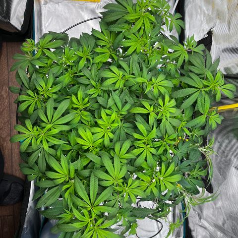 Gelato [Photo] (C.G. - 02) growlog timeline photo