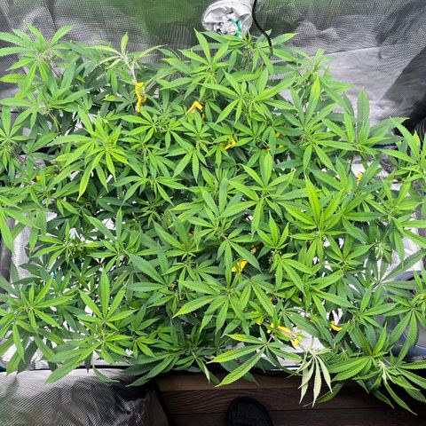 Gelato [Photo] (C.G. - 01) growlog timeline photo
