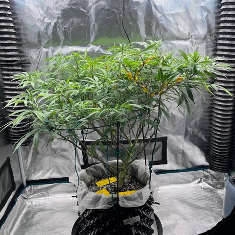 Gelato [Photo] (C.G. - 01) growlog timeline photo
