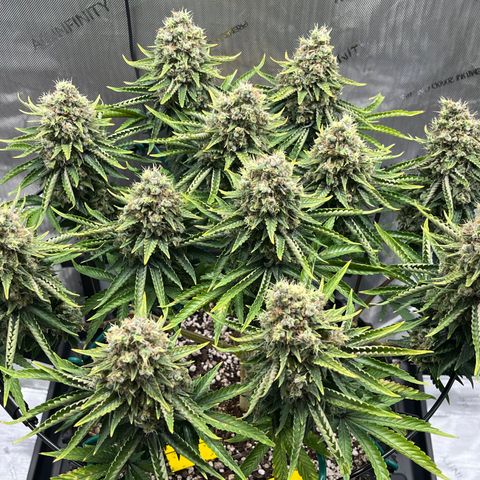 Gelato [Photo] A1 growlog timeline photo