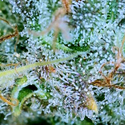 Gelato [Photo] A1 growlog timeline photo