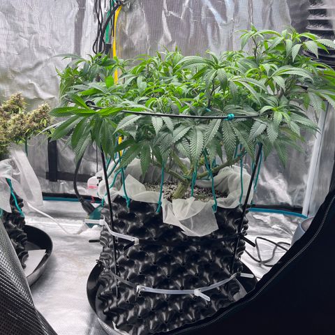 Gelato [Photo] (C.G. - 02) growlog timeline photo
