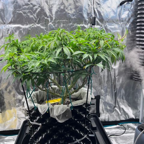Gelato [Photo] (C.G. - 02) growlog timeline photo
