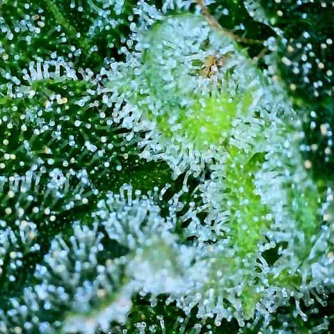 Gelato [Photo] A1 growlog timeline photo