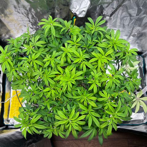 Gelato [Photo] (C.G. - 02) growlog timeline photo