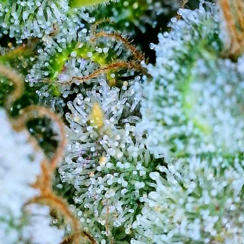 Gelato [Photo] A1 growlog timeline photo