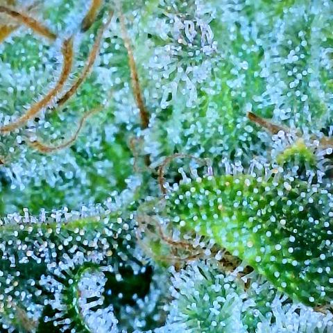 Gelato [Photo] A1 growlog timeline photo