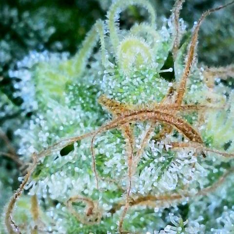Gelato [Photo] A1 growlog timeline photo