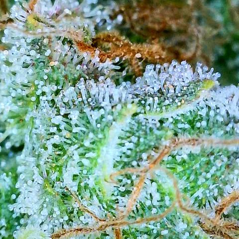 Gelato [Photo] A1 growlog timeline photo