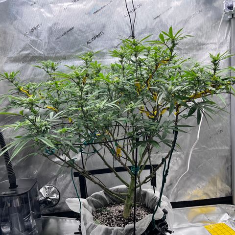 Gelato [Photo] (C.G. - 01) growlog timeline photo