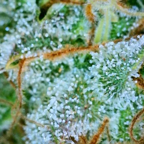 Gelato [Photo] A1 growlog timeline photo