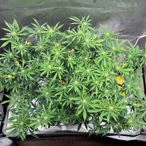 Gelato [Photo] (C.G. - 01) growlog timeline photo