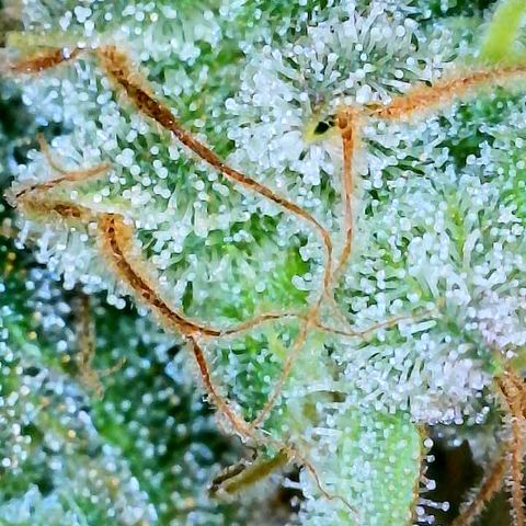 Gelato [Photo] A1 growlog timeline photo