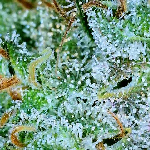 Gelato [Photo] A1 growlog timeline photo