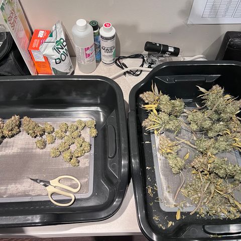 Gelato [Photo] A1 growlog timeline photo