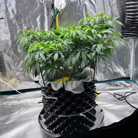 Gelato [Photo] (C.G. - 02) growlog timeline photo