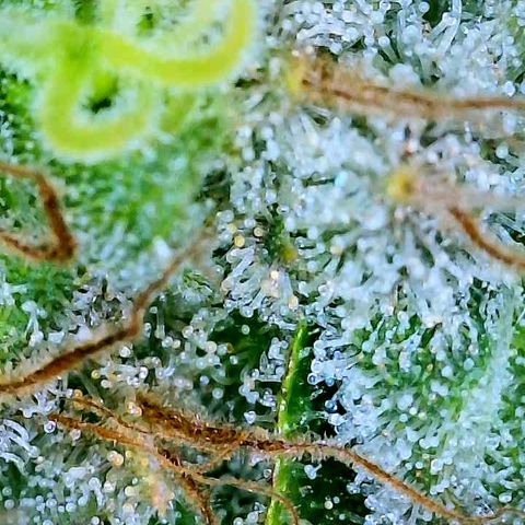 Gelato [Photo] A1 growlog timeline photo