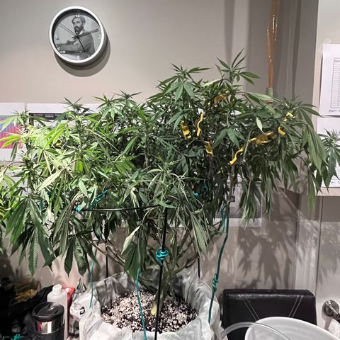 Gelato [Photo] (C.G. - 01) growlog timeline photo