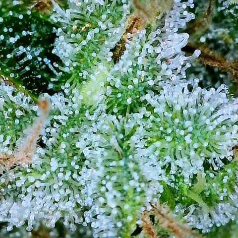 Gelato [Photo] A1 growlog timeline photo