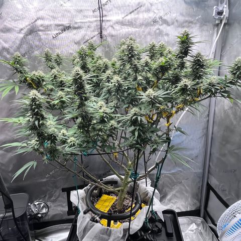 Gelato [Photo] (C.G. - 01) growlog timeline photo