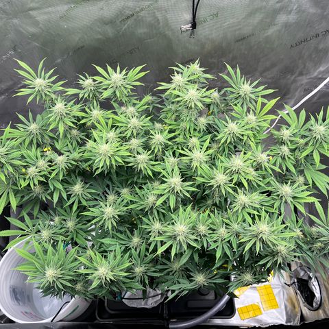 Gelato [Photo] (C.G. - 01) growlog timeline photo