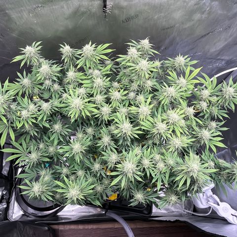 Gelato [Photo] (C.G. - 01) growlog timeline photo