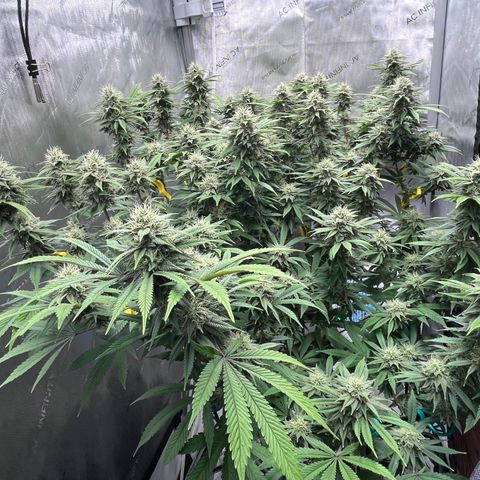 Gelato [Photo] (C.G. - 01) growlog timeline photo
