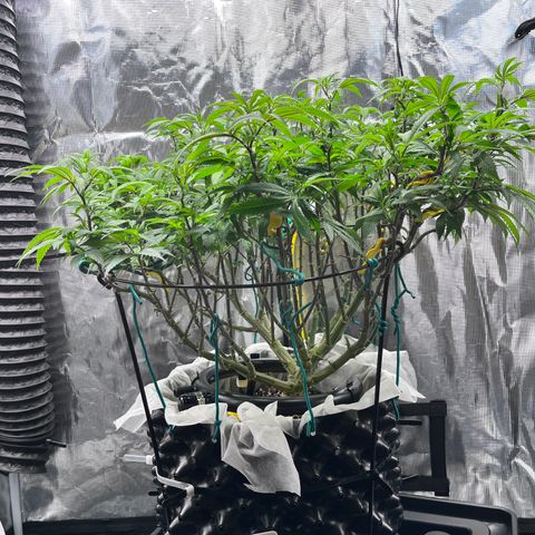 Gelato [Photo] (C.G. - 02) growlog timeline photo