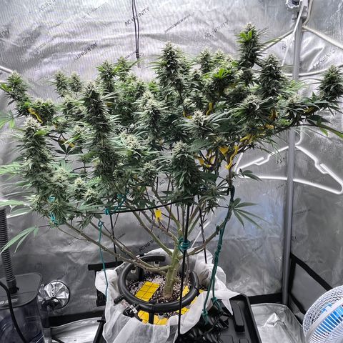 Gelato [Photo] (C.G. - 01) growlog timeline photo